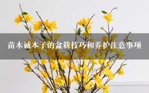 苗木诚本子的盆栽技巧和养护注意事项