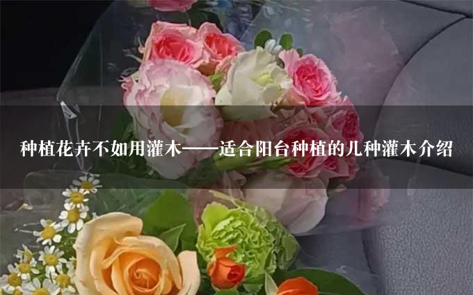 种植花卉不如用灌木——适合阳台种植的几种灌木介绍