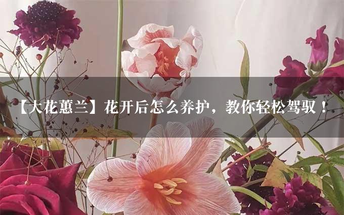 【大花蕙兰】花开后怎么养护，教你轻松驾驭！