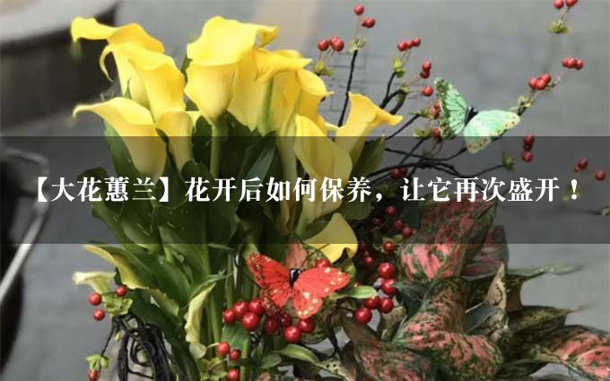 【大花蕙兰】花开后如何保养，让它再次盛开！