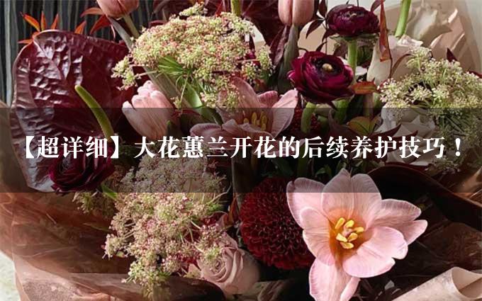 【超详细】大花蕙兰开花的后续养护技巧！