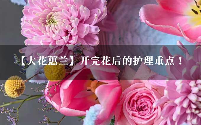 【大花蕙兰】开完花后的护理重点！