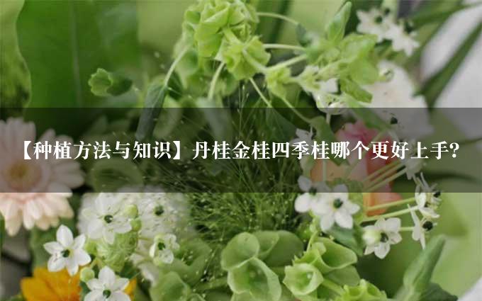 【种植方法与知识】丹桂金桂四季桂哪个更好上手？