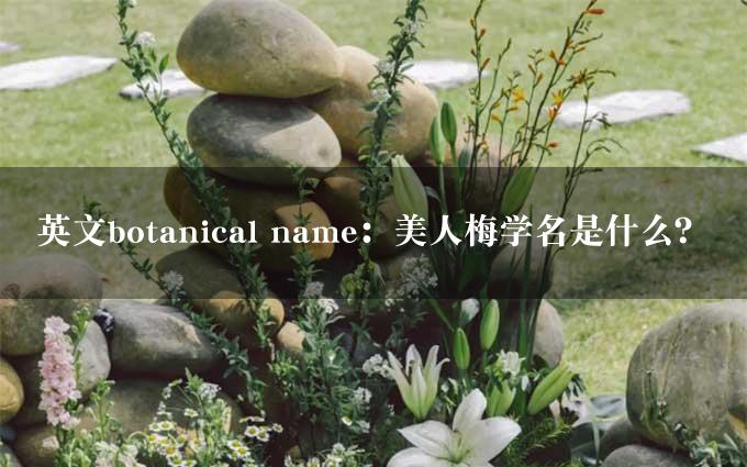 英文botanical name：美人梅学名是什么？