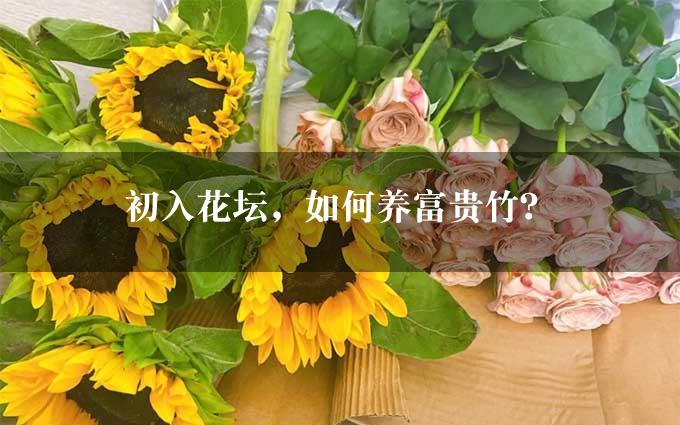 初入花坛，如何养富贵竹？