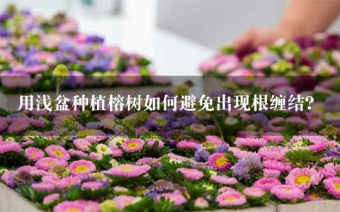 用浅盆种植榕树如何避免出现根缠结？