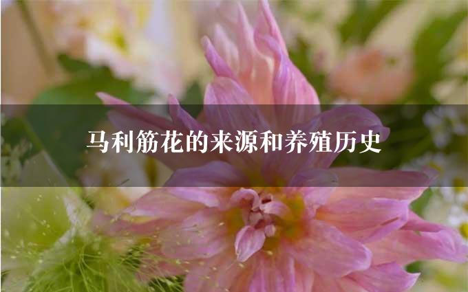 马利筋花的来源和养殖历史