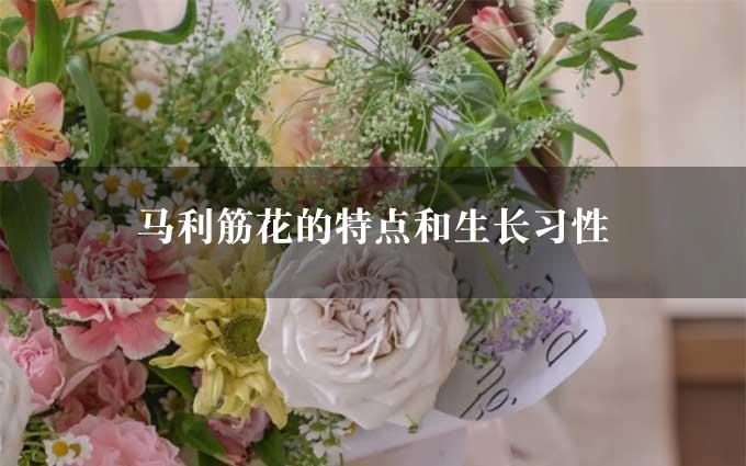 马利筋花的特点和生长习性