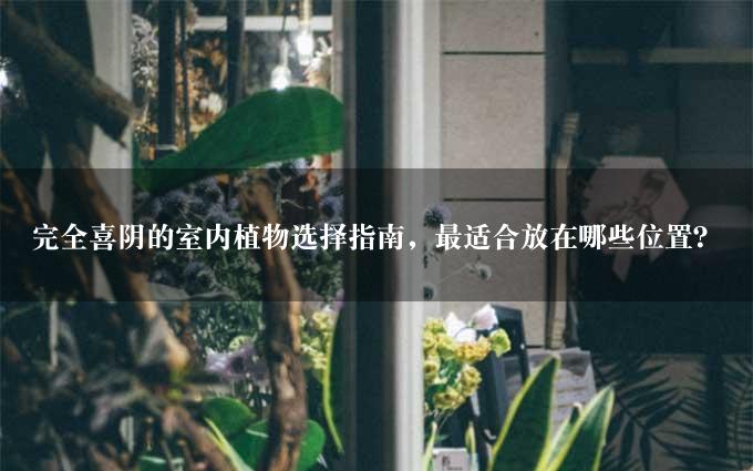 完全喜阴的室内植物选择指南，最适合放在哪些位置？