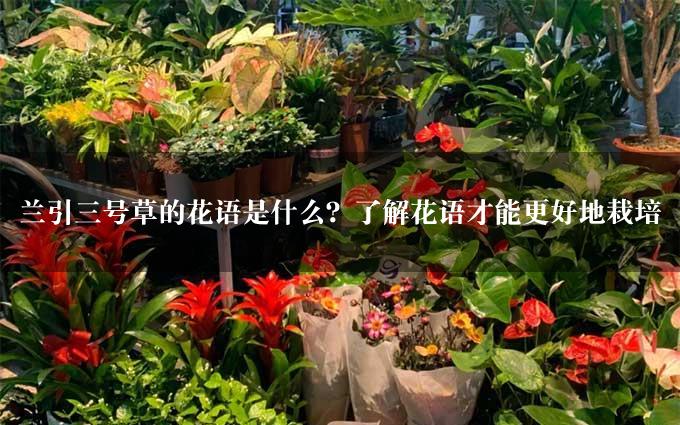 兰引三号草的花语是什么？了解花语才能更好地栽培