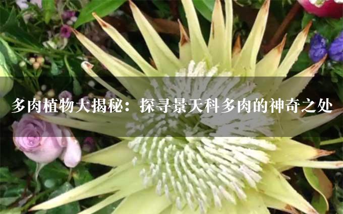 多肉植物大揭秘：探寻景天科多肉的神奇之处