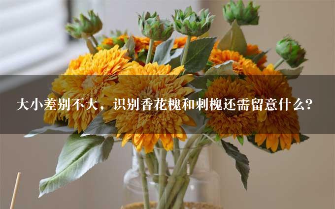 大小差别不大，识别香花槐和刺槐还需留意什么？