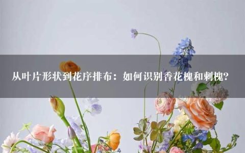 从叶片形状到花序排布：如何识别香花槐和刺槐？