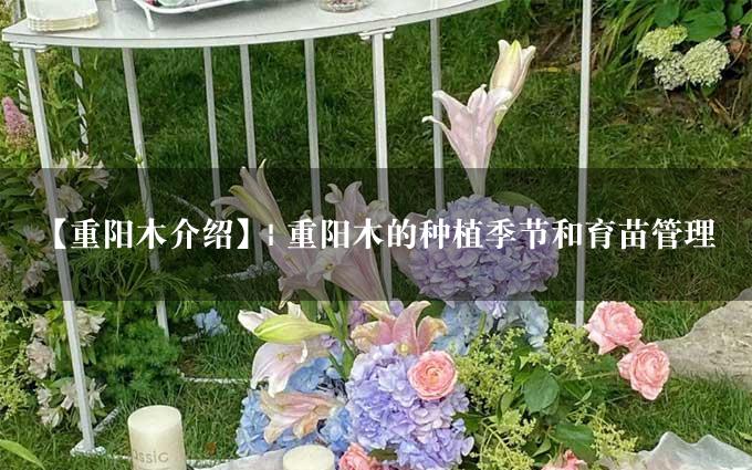 【重阳木介绍】| 重阳木的种植季节和育苗管理