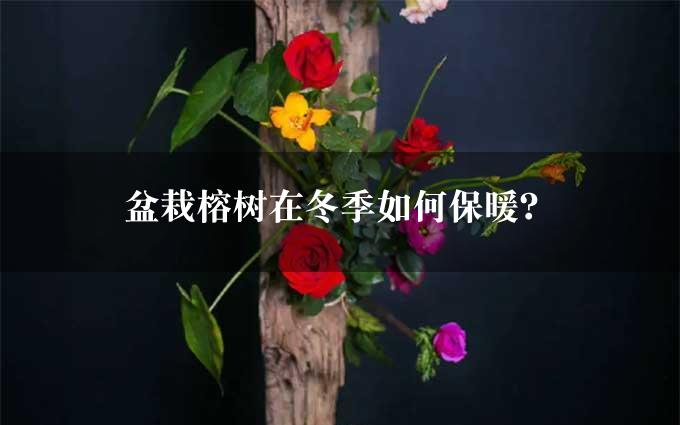 盆栽榕树在冬季如何保暖？