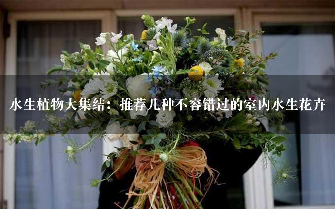 水生植物大集结：推荐几种不容错过的室内水生花卉