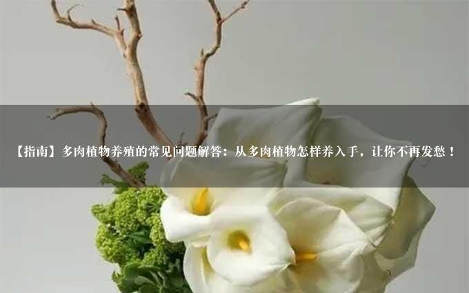 【指南】多肉植物养殖的常见问题解答：从多肉植物怎样养入手，让你不再发愁！