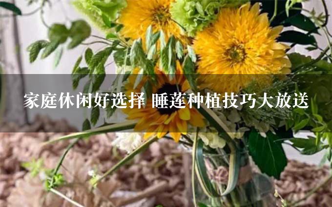 家庭休闲好选择 睡莲种植技巧大放送