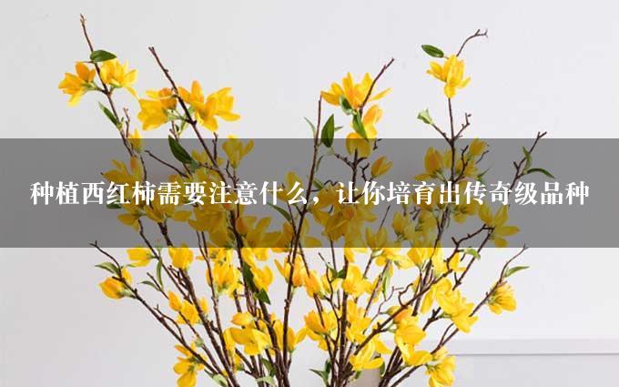 种植西红柿需要注意什么，让你培育出传奇级品种