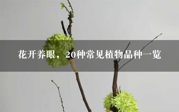 花开养眼，20种常见植物品种一览