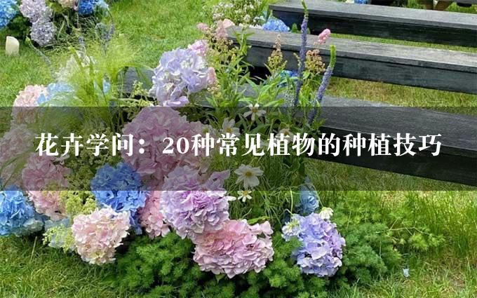 花卉学问：20种常见植物的种植技巧