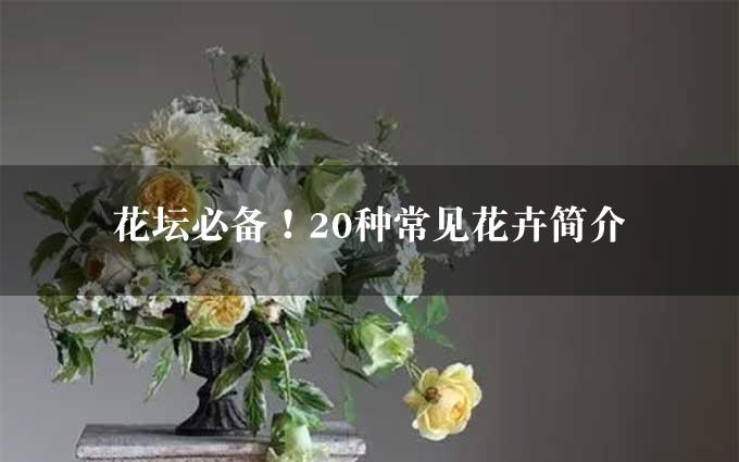 花坛必备！20种常见花卉简介