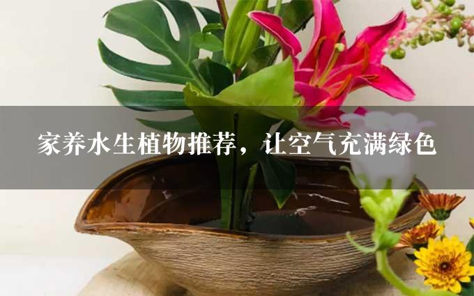 家养水生植物推荐，让空气充满绿色