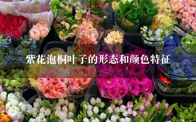 紫花泡桐叶子的形态和颜色特征