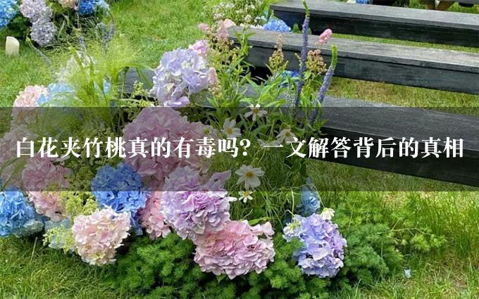 白花夹竹桃真的有毒吗？一文解答背后的真相