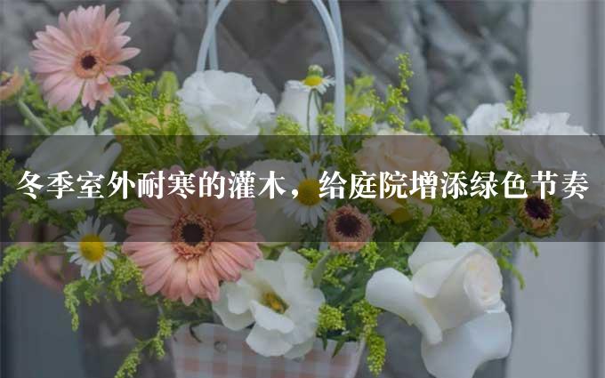 冬季室外耐寒的灌木，给庭院增添绿色节奏