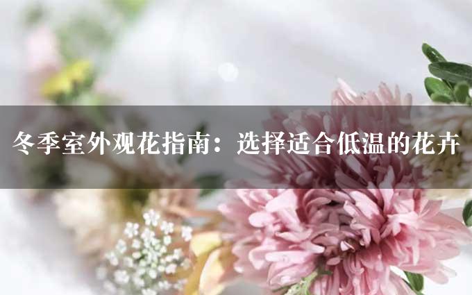 冬季室外观花指南：选择适合低温的花卉