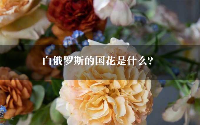 白俄罗斯的国花是什么？