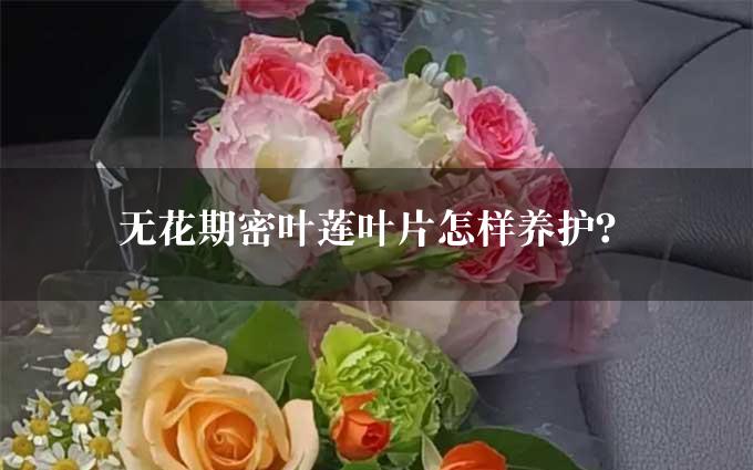 无花期密叶莲叶片怎样养护？