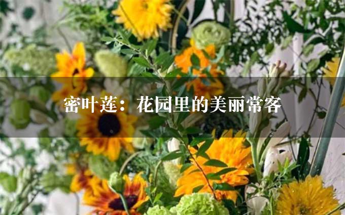 密叶莲：花园里的美丽常客