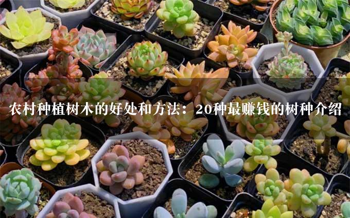 农村种植树木的好处和方法：20种最赚钱的树种介绍