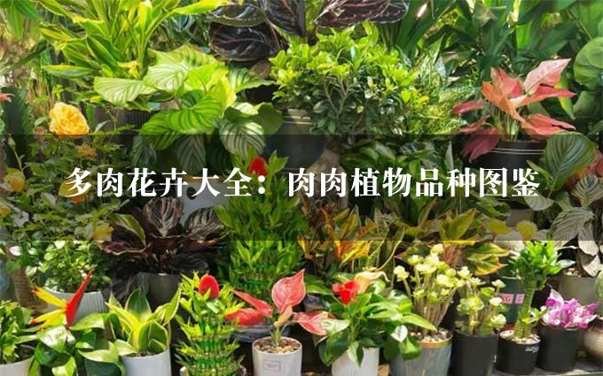 多肉花卉大全：肉肉植物品种图鉴