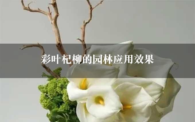 彩叶杞柳的园林应用效果