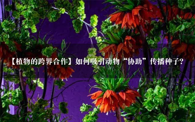 【植物的跨界合作】如何吸引动物“协助”传播种子？