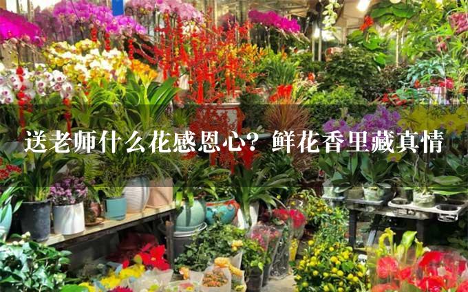 送老师什么花感恩心？鲜花香里藏真情