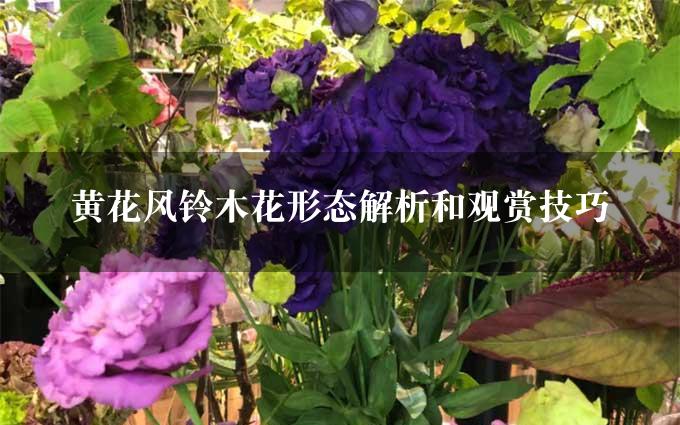 黄花风铃木花形态解析和观赏技巧