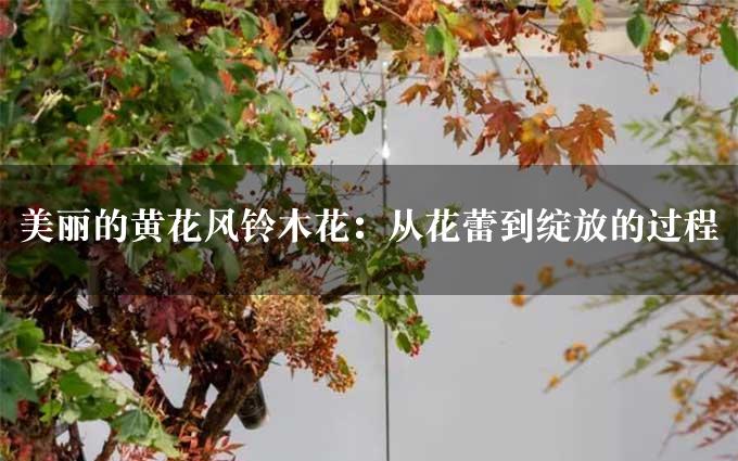 美丽的黄花风铃木花：从花蕾到绽放的过程