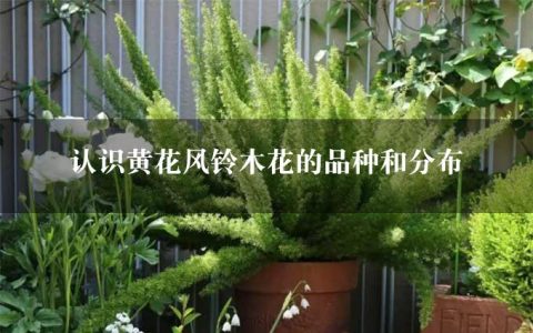 认识黄花风铃木花的品种和分布