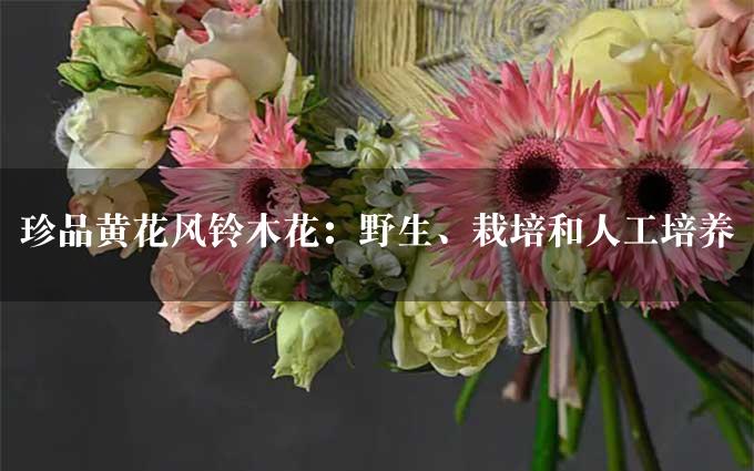 珍品黄花风铃木花：野生、栽培和人工培养