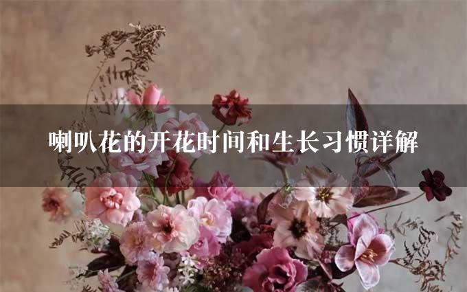 喇叭花的开花时间和生长习惯详解