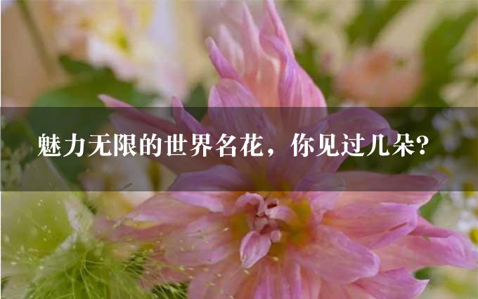 魅力无限的世界名花，你见过几朵？