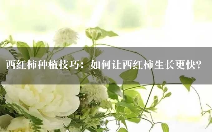 西红柿种植技巧：如何让西红柿生长更快？