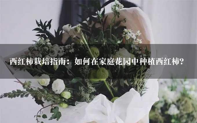 西红柿栽培指南：如何在家庭花园中种植西红柿？