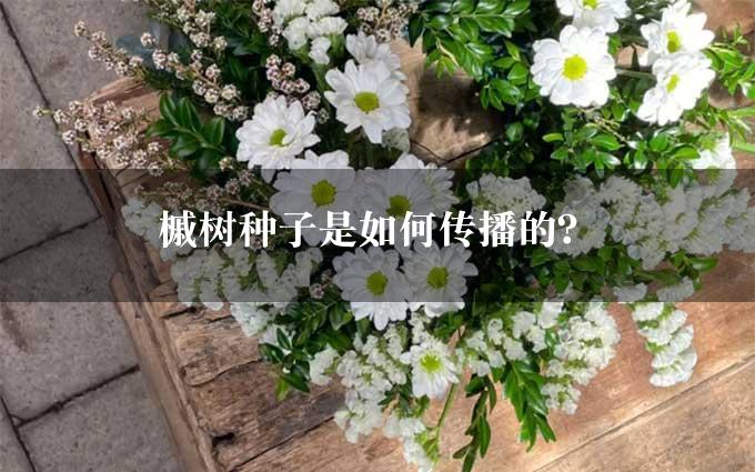 槭树种子是如何传播的？