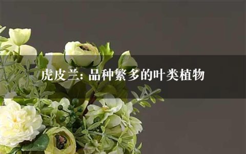 虎皮兰: 品种繁多的叶类植物