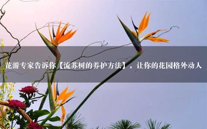 花游专家告诉你【流苏树的养护方法】，让你的花园格外动人